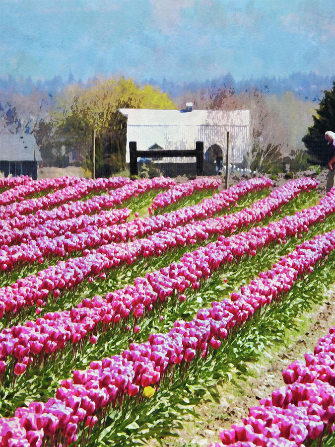 Rosy Tulip Farm Photograph by Larry Paluzzi Fine Art America