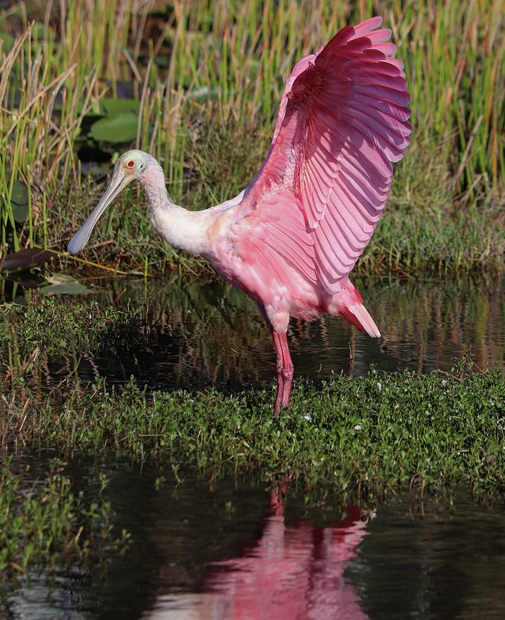 Rosy wingspan Photograph by Jeni Tirnauer - Fine Art America