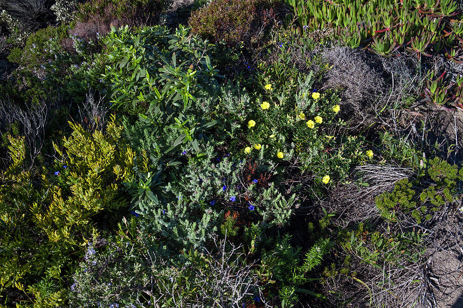 Rota Vicentina flowering costal plants Photograph by David L Moore