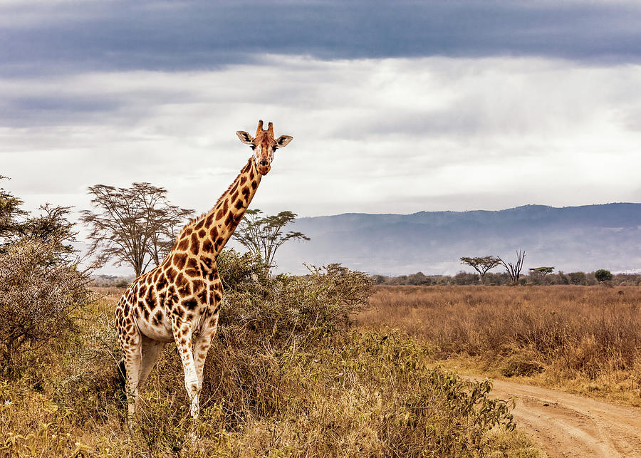 Nature Photograph - Rothschild Giraffe Along Road in Kenya Africa by Good Focused