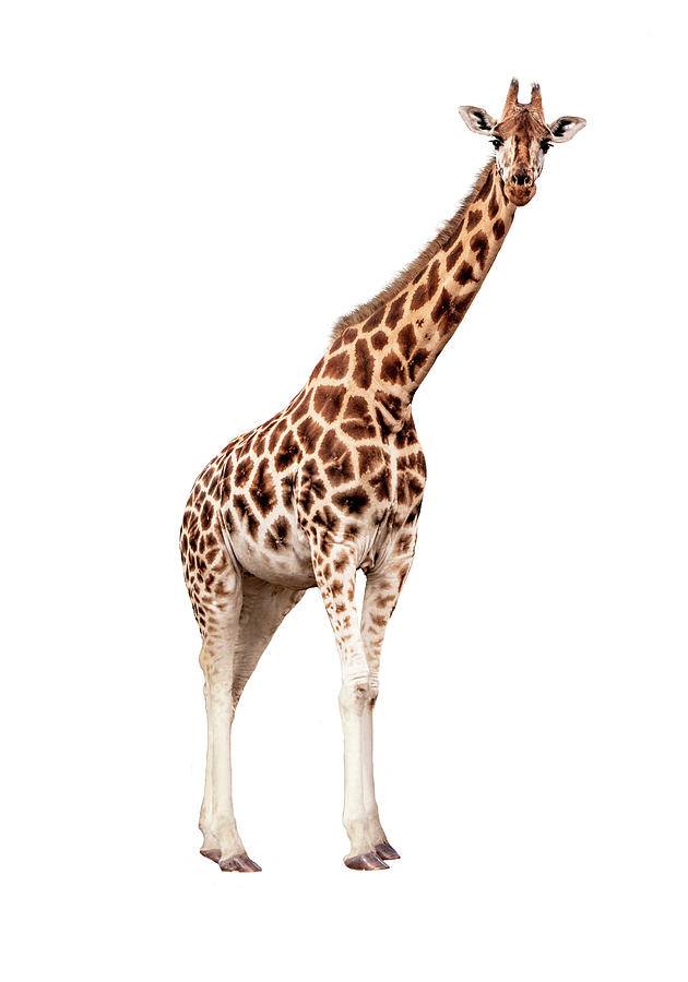 Wildlife Photograph - Rothschild Giraffe Facing Side Looking Forward Extracted by Good Focused