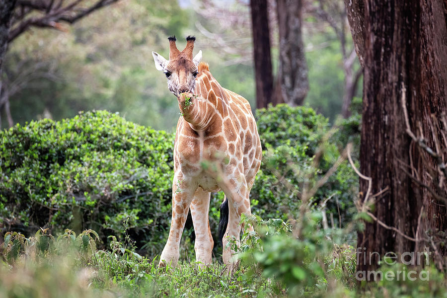 Rothschild giraffe, giraffa camelopardalis rothschildi, grazing on vegetation at a giraffe sanctuary in Nairobi National Park, Kenya Photograph by Jane Rix