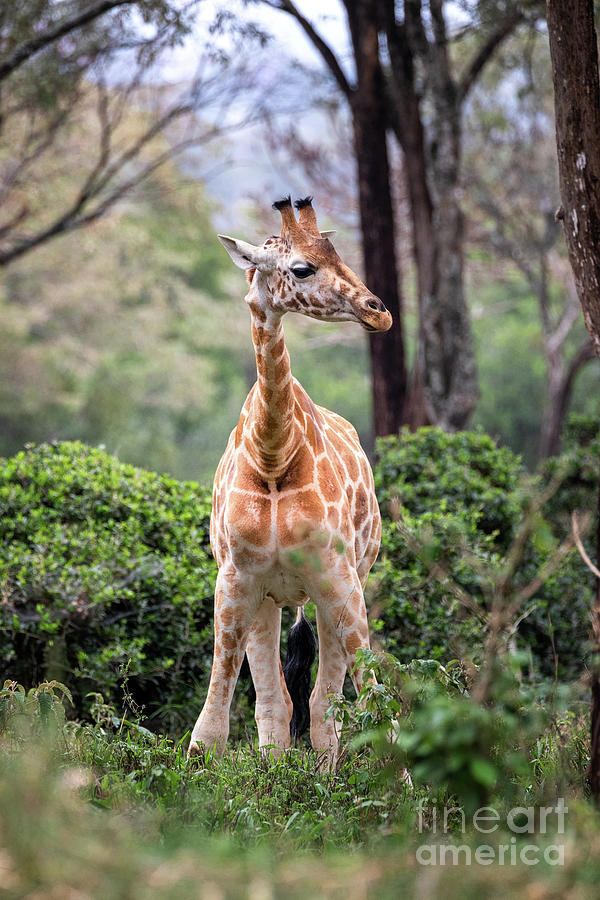 Rothschild giraffe, giraffa camelopardalis rothschildi, standing in a clearing at a giraffe sanctuary in Nairobi National Park, Kenya Photograph by Jane Rix