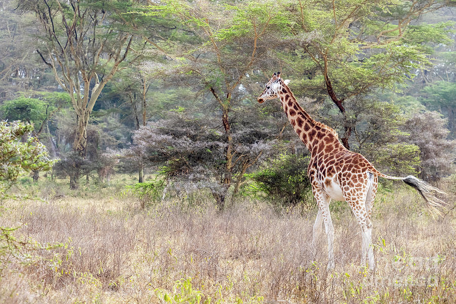 Rothschild giraffe walking amongst the fever trees of lake Nakuru National Park Photograph by Jane Rix