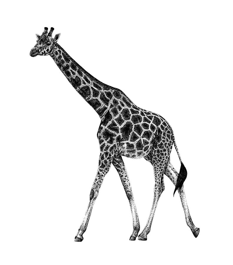 How To Draw Giraffe - Giraffe Drawing Simple Transparent PNG - 680x678 -  Free Download on NicePNG
