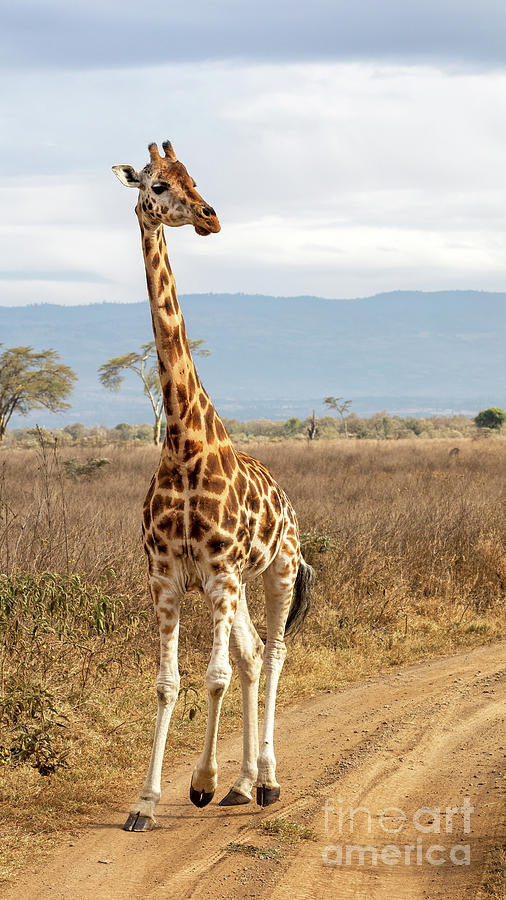 Rothschilds Giraffe walking along a dirt track, Lake Nakuru Nat Photograph by Jane Rix