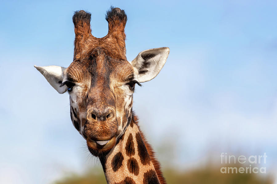 Rothschilds giraffe with the tip of his tongue poking out Photograph by Jane Rix