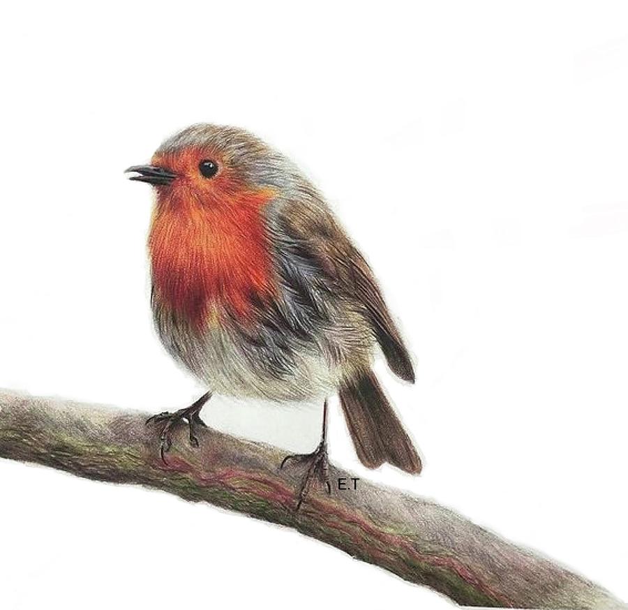 Rotkehlchen Robin Drawing by Aeden Teshale