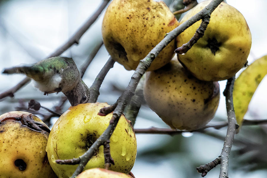 Rotten Apples and Invisible Wings Photograph by Belinda Greb