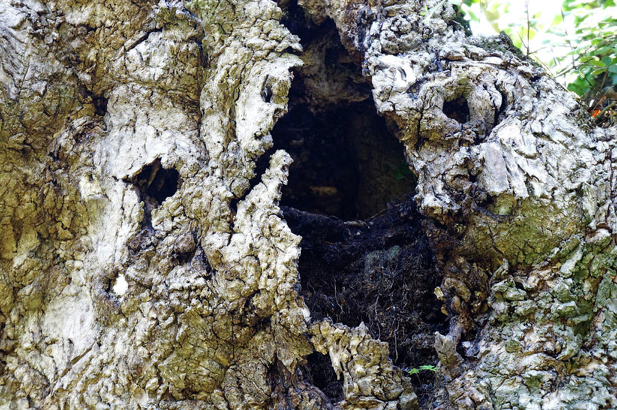 Rotten Old Tree Photograph