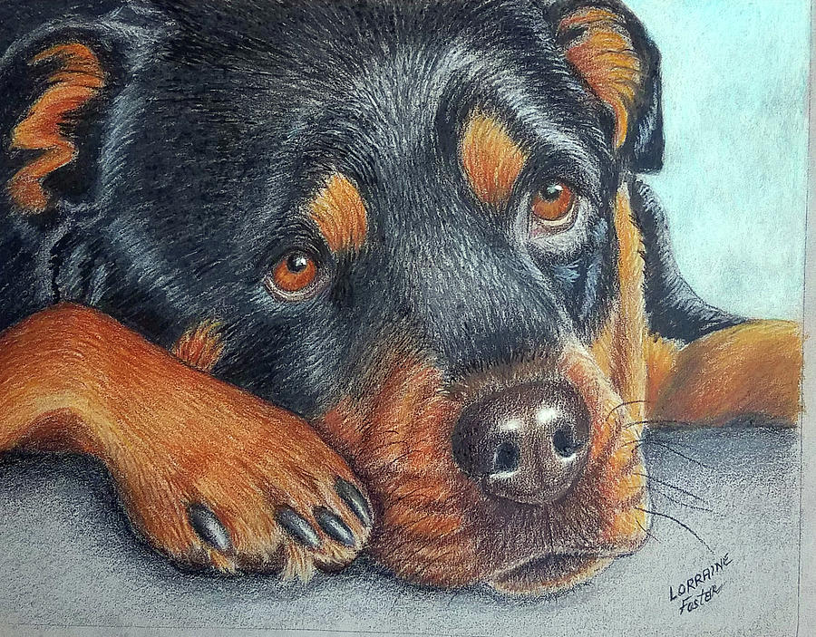 Rotti Pup Drawing by Lorraine Foster