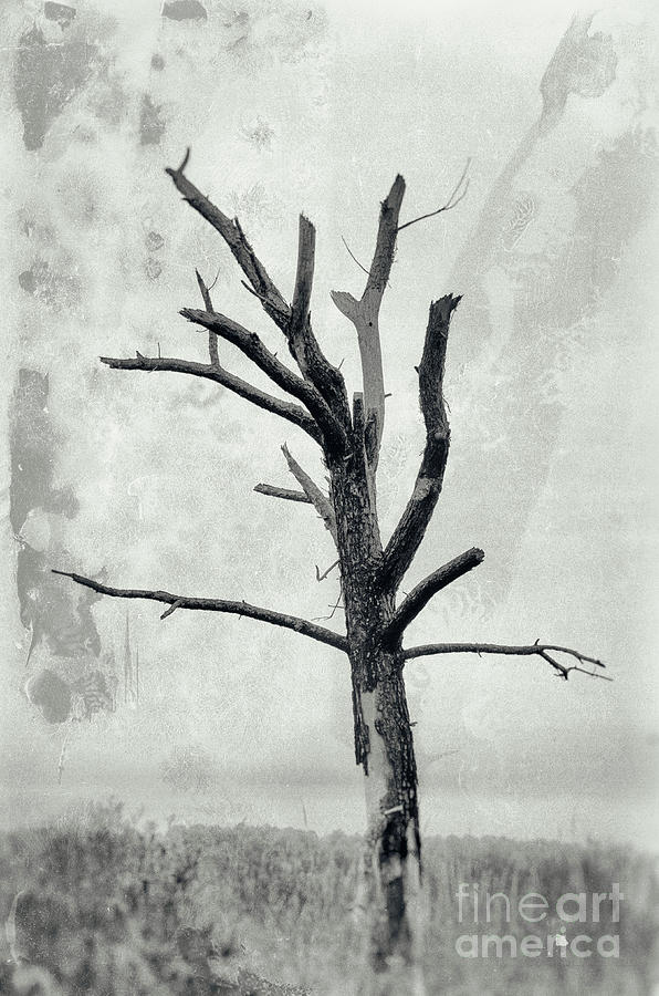 Rotting Away Alone Black and White Abstract Botanical / Nature Photograph Photograph by PIPA Fine Art - Simply Solid