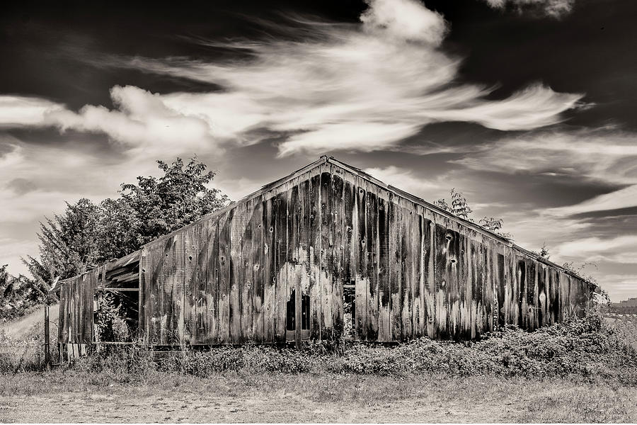 Rotting Barn Photograph by Greg Nyquist