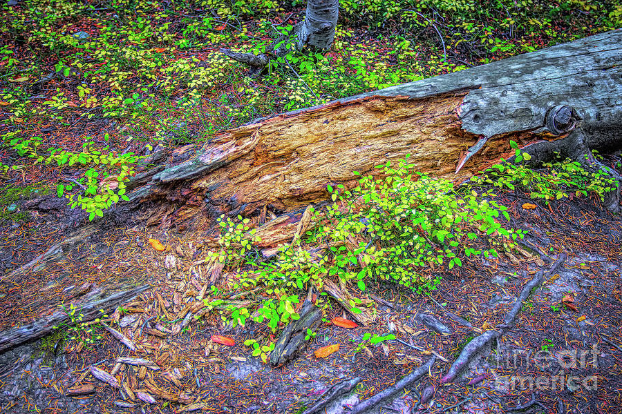 Rotting Log Photograph by Jon Burch Photography