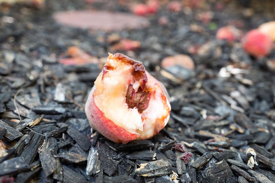 Rotting Peach Photograph by Gado Images