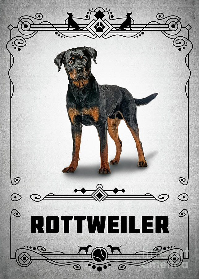 Animal Digital Art - Rottweiler by Bo Kev
