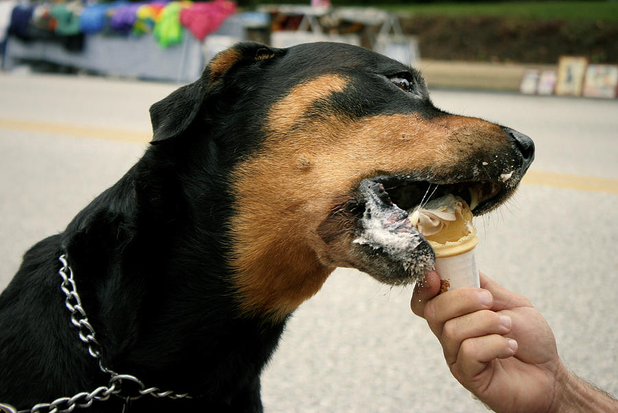 Rottweiler Eating Ice Cream Photograph by John A. Beatty