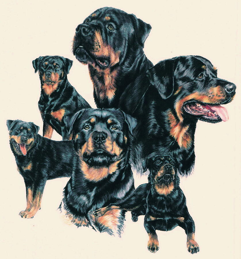 Rottweiler Montage Drawing By Barbara Keith Fine Art America