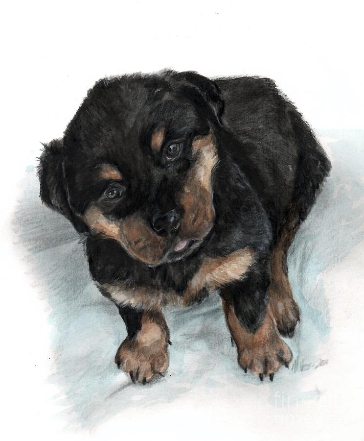 Rottweiler pup Drawing by Meagan  Visser