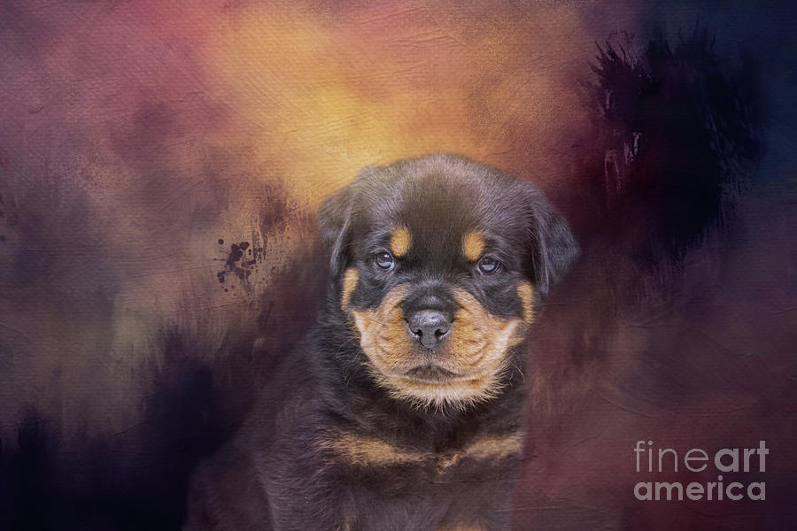 Dog Mixed Media - Rottweiler Puppy Portrait by Elisabeth Lucas