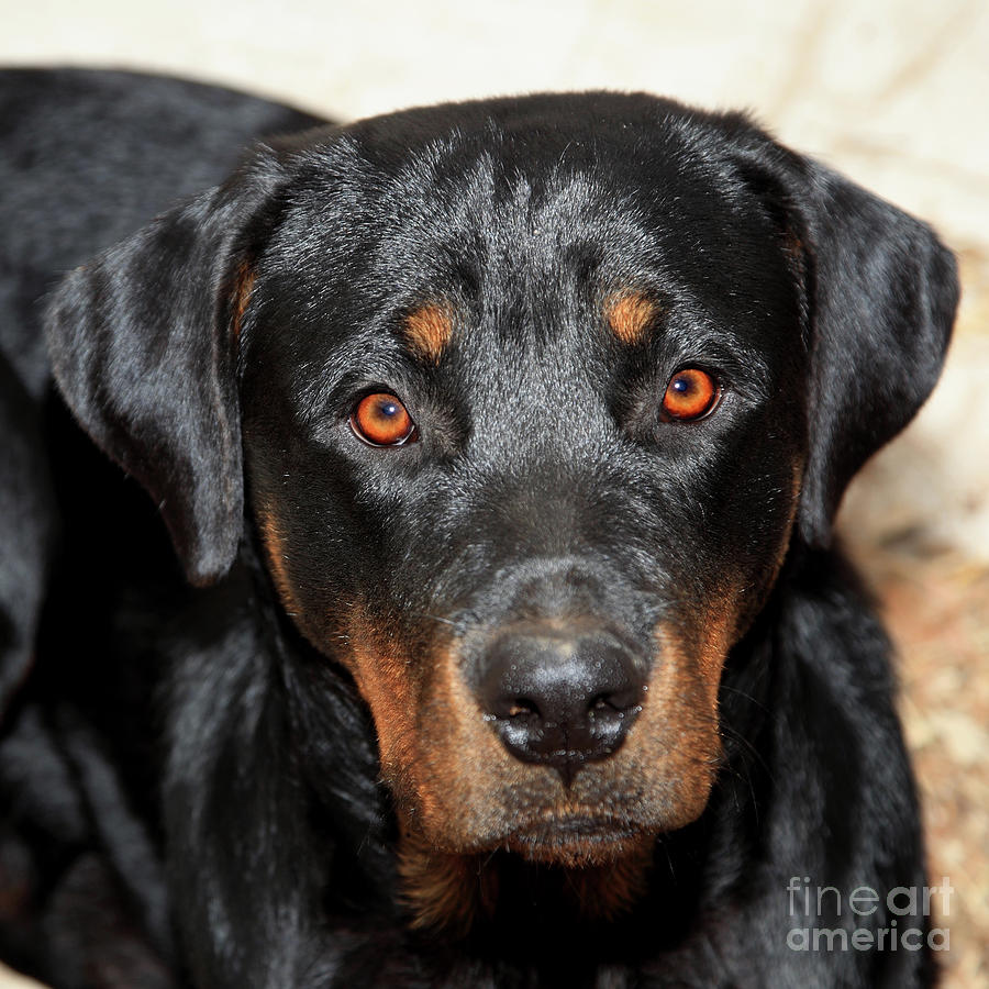 Rottweiler Stare Photograph by Pattie Calfy