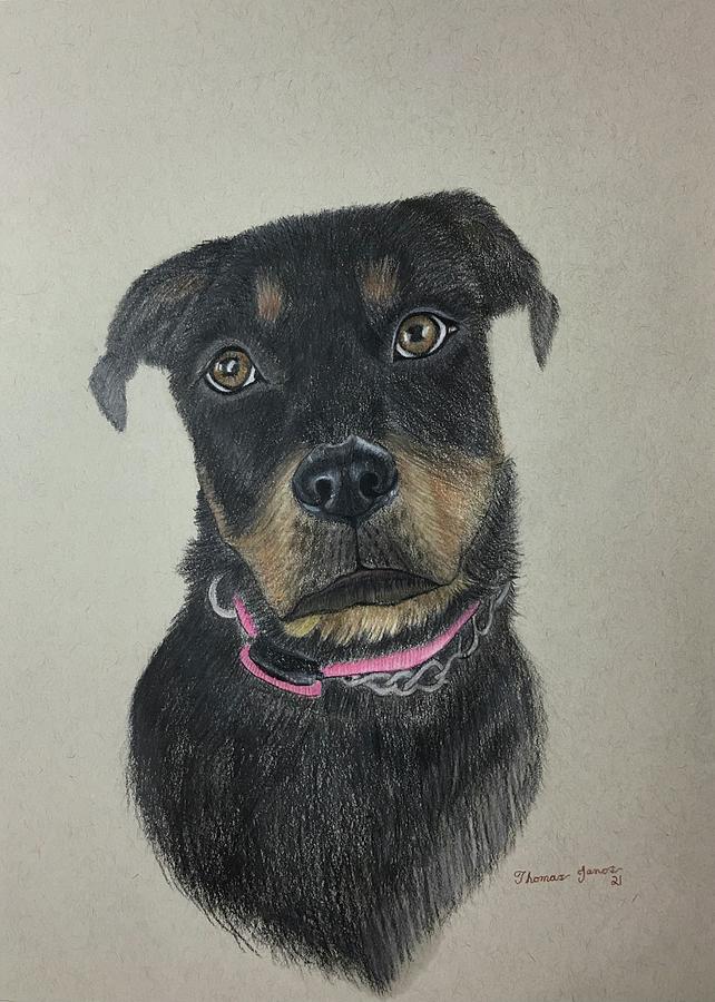 Rottweiler  Drawing by Thomas Janos