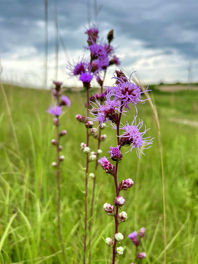 Rough Blazing Star Above the Pomme de Terre Photograph by Alex Blondeau