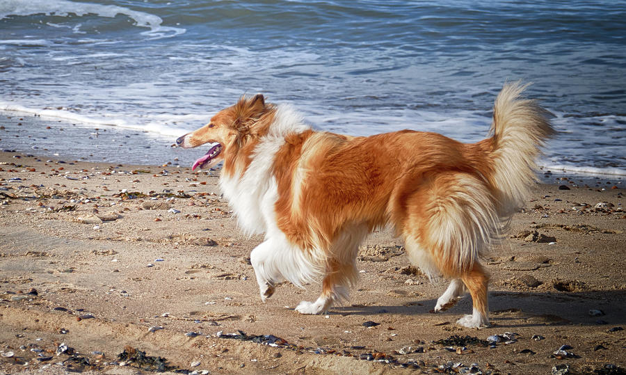 Collie at the Beach Photograph by Wim Lanclus