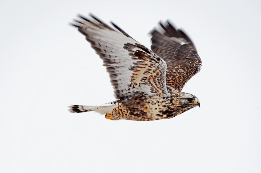 Rough Legged Hawk 8079 Buteo Lagopus Photograph By Michael Trewet Fine Art America