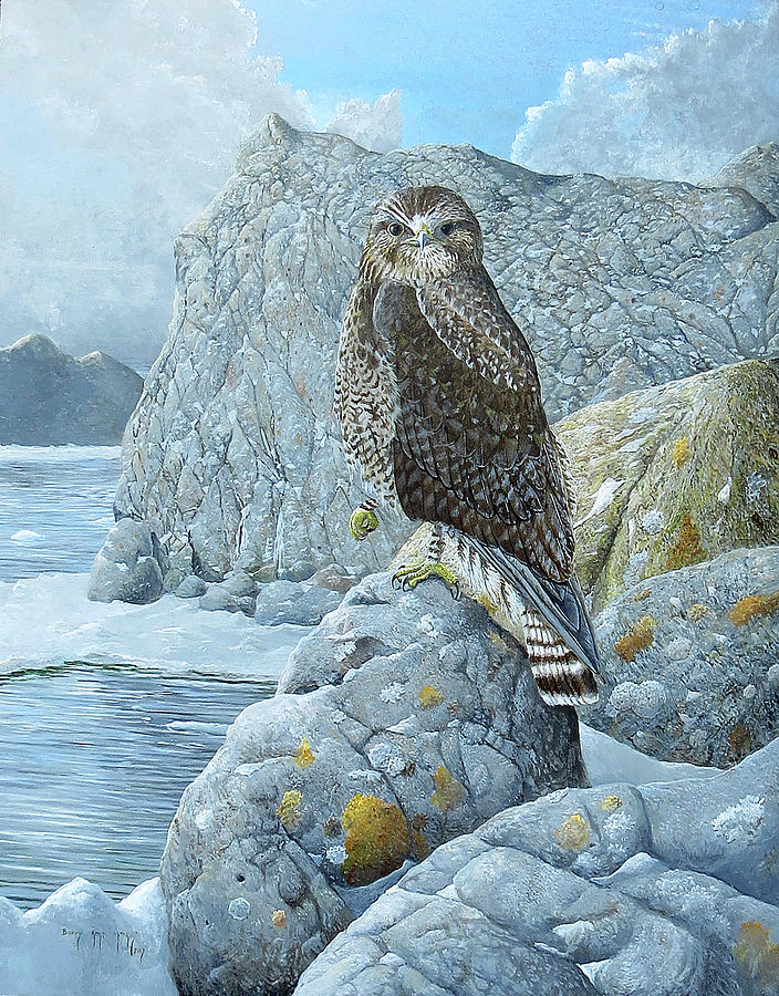 Rough-legged Hawk Painting by Barry Kent MacKay