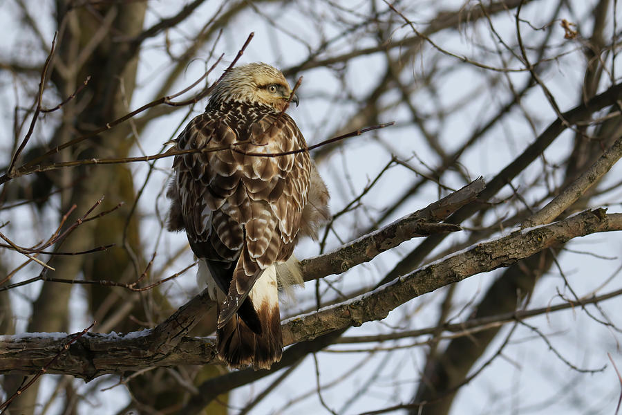 Rough Legged Hawk Photograph by Brook Burling