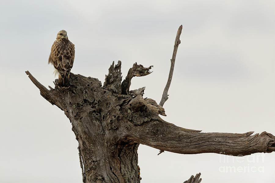Rough Legged Hawk Checking Out the Landscape Photograph by Natural Focal Point Photography