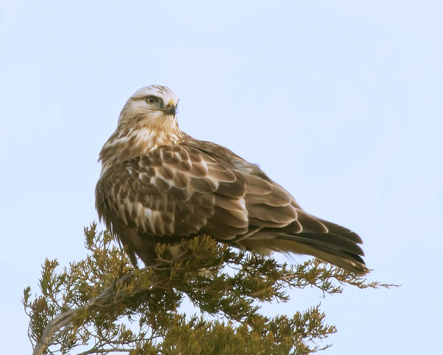 Rough-legged Hawk Photograph by CR Courson