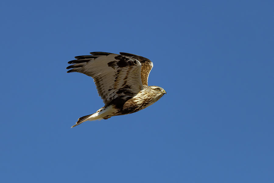 Rough Legged Hawk Flies Across a Blue Sky Photograph by Tony Hake