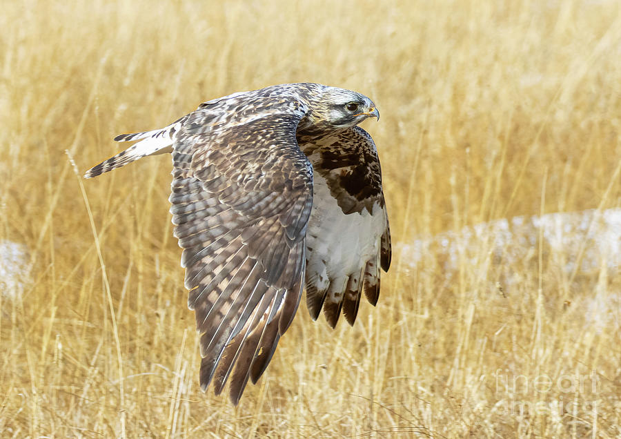 Rough Legged Hawk Flight Photograph by Steven Krull