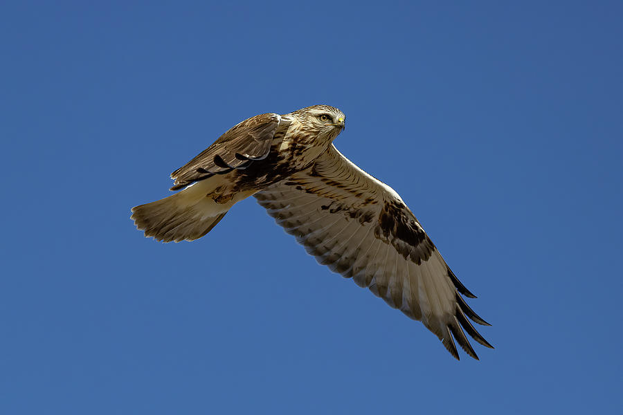 Rough Legged Hawk Flyby Photograph by Tony Hake