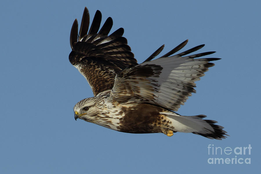 Rough Legged Hawk Photograph By Francis And Janice Bergquist