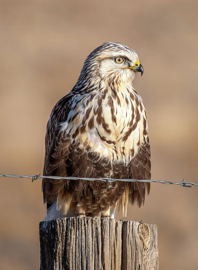 Rough-legged Hawk Photograph by Gerald DeBoer