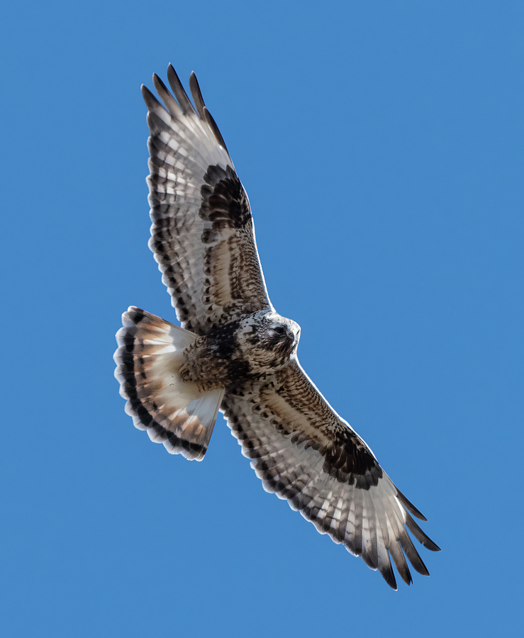 Rough Legged Hawk Gliding Photograph by Loree Johnson
