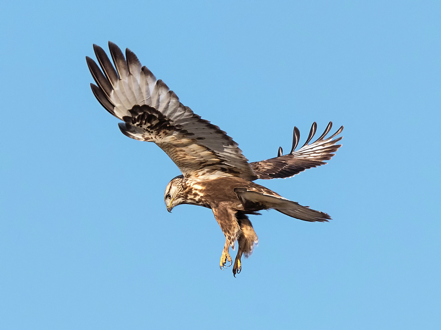 Rough-legged Hawk Hovering Photograph by Loree Johnson
