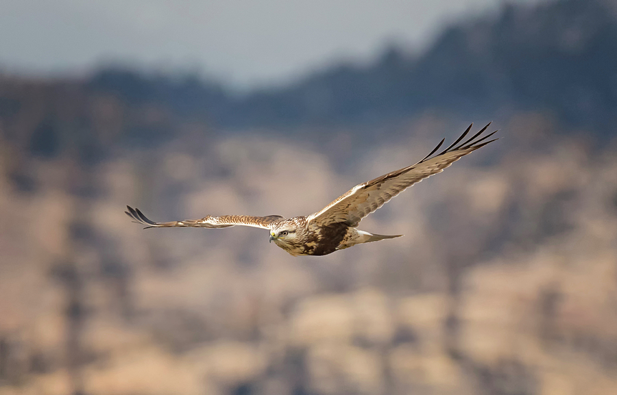 Rough Legged Hawk Hunting Photograph by Loree Johnson