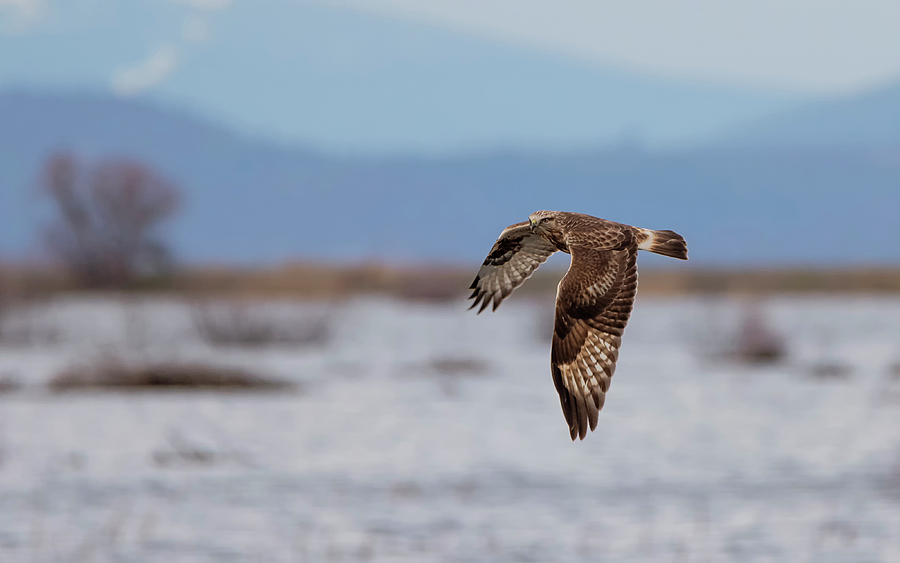 Rough Legged Hawk in Flight Photograph by Loree Johnson