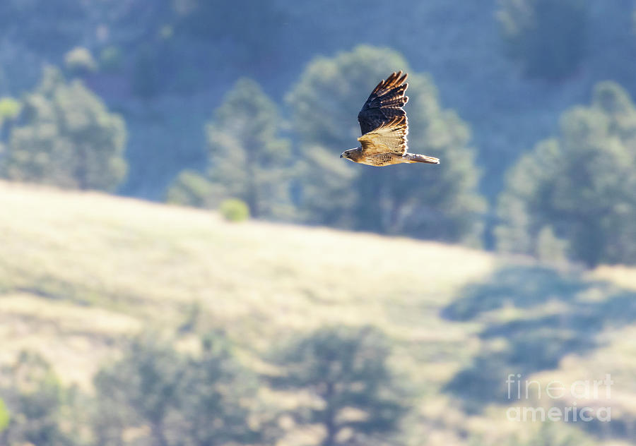 Rough Legged Hawk in Flight Photograph by Steven Krull
