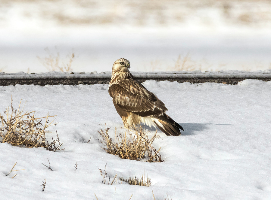 Rough-legged Hawk in the Snow Photograph by Loree Johnson