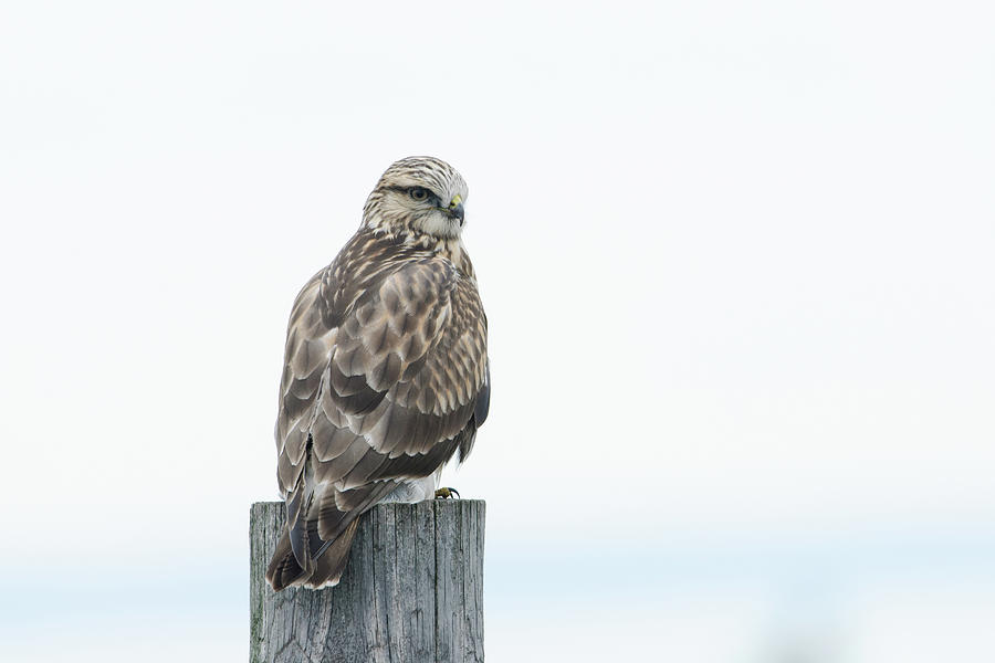 Rough-legged Hawk Photograph by Jan Luit