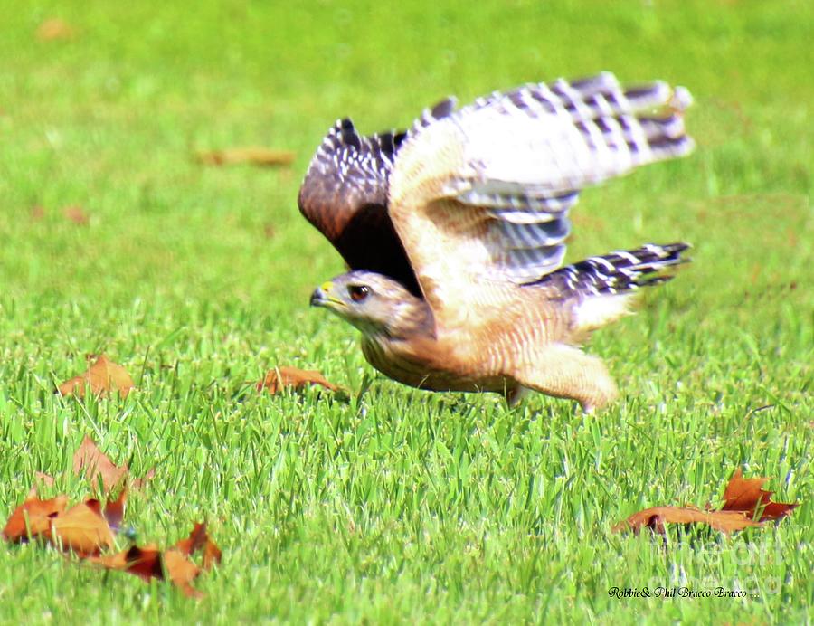 Rough-Legged Hawk Landed Photograph by Philip And Robbie Bracco