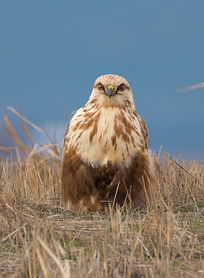 Rough Legged Hawk Looking at You Photograph by Loree Johnson