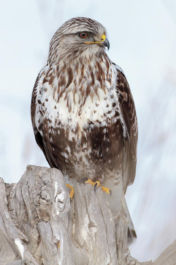 Nature Photograph - Rough Legged Hawk by Mavourneen Strozewski