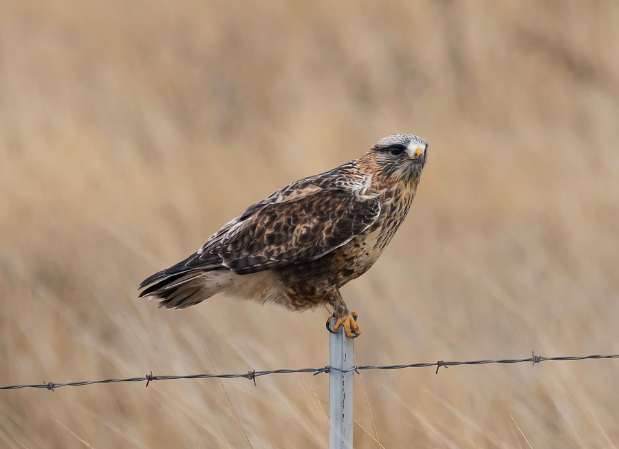 Rough Legged Hawk on a Fence Photograph by Loree Johnson