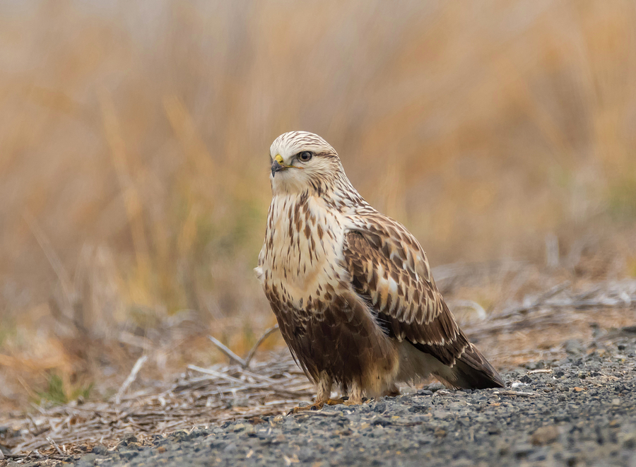 Rough Legged Hawk on the Ground Photograph by Loree Johnson